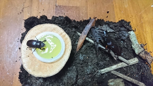 7日・クワガタとキノボリトカゲ！